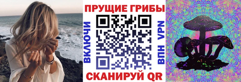 сколько стоит  Любань  Галлюциногенные грибы Psilocybine cubensis 